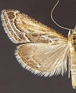 Pyrausta ochreicostalis