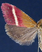 Pyrausta corinthalis