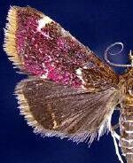 Pyrausta inveterascalis