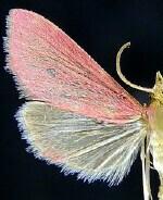 Pyrausta inornatalis