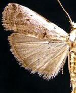 Acrobasis tumidulella