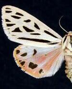 Apantesis arge