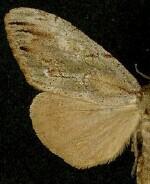Dasychira dominickaria