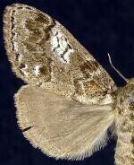 Dasychira plagiata