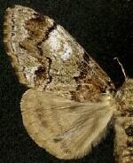 Dasychira manto