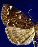 Idia lubricalis