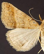 Phalaenophana extremalis