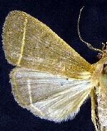 Simplicia cornicalis