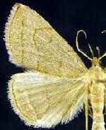 Zanclognatha pedipilalis