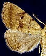 Zanclognatha dentata