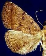 Zanclognatha dentata