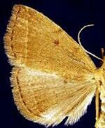 Zanclognatha protumnusalis
