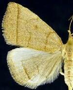 Zanclognatha cruralis