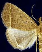 Zanclognatha marcidilinea