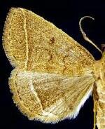 Zanclognatha marcidilinea