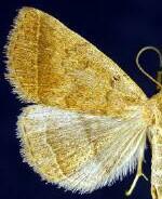 Zanclognatha jacchusalis