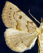 Chytolita morbidalis