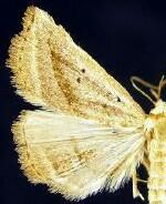Macrochilo hypocritalis