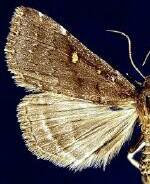 Tetanolita mynesalis