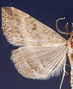 Tetanolita palligera