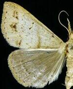Renia discoloralis