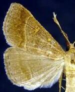 Renia flavipunctalis
