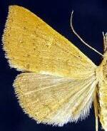 Renia fraternalis