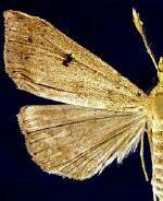 Renia fraternalis