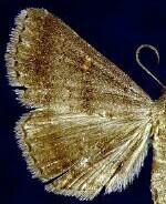Renia sobrialis