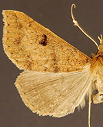 Renia mortualis