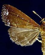 Aristaria theroalis