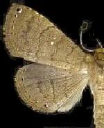 Carteris oculatalis