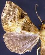 Phlyctaina irrigualis