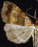 Lascoria ambigualis
