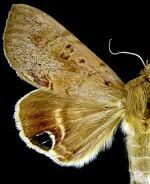 Litoprosopus futilis