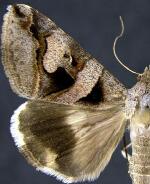 Melipotis florida