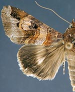 Melipotis januaris
