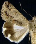 Melipotis jucunda
