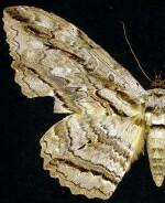 Thysania zenobia