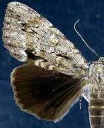 Catocala angusi