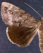 Catocala residua
