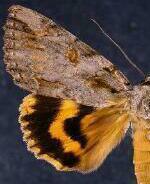 Catocala neogama