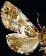 Marathyssa basalis