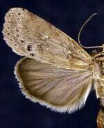 Motya abseuzalis