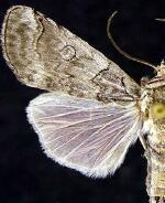Collomena inflexa