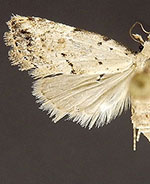 Nola n. sp.