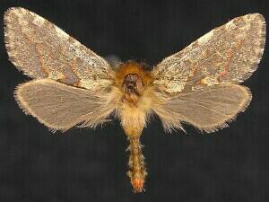 Phymatopus hectoides