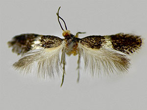 Ectoedemia nyssaefoliella
