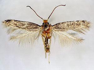Zimmermannia mesoloba