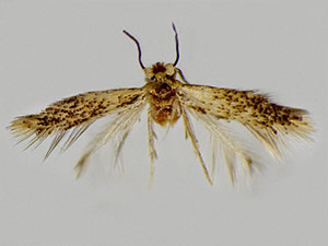 Stigmella saginella